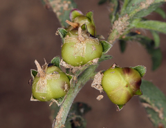 Convolvulus simulans