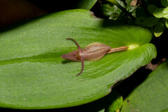 Pleurothallis