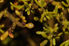 Phoradendron hawksworthii