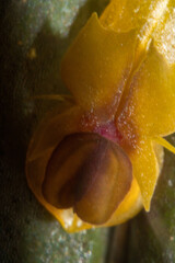 Lepanthes mucronata