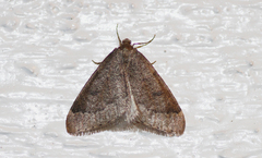 Theria rupicapraria
