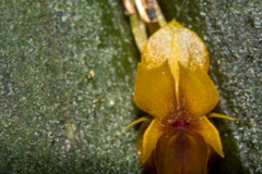Lepanthes mucronata