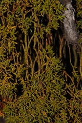 Phoradendron hawksworthii