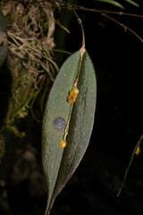 Lepanthes mucronata