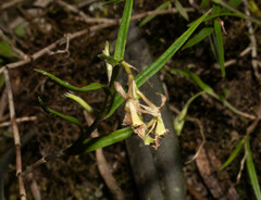 Epidendrum angustissimum