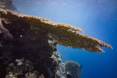 Acropora clathrata