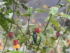 Schistes albogularis