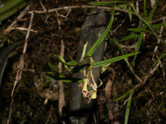 Epidendrum angustissimum