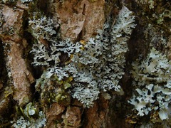 Heterodermia squamulosa