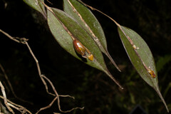 Lepanthes mucronata