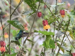 Schistes albogularis