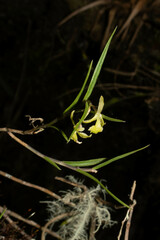 Epidendrum angustissimum