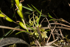 Epidendreae