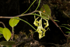 Epidendrum angustissimum