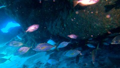 Pseudocaranx dentex