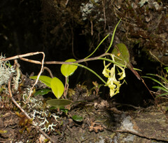 Epidendrum angustissimum