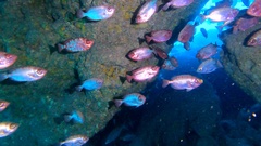 Heteropriacanthus fulgens