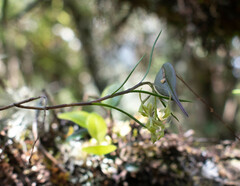 Epidendrum angustissimum