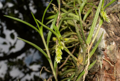 Epidendrum angustissimum