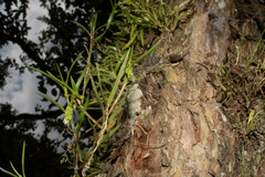 Epidendrum angustissimum