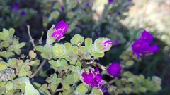 Drosanthemum fourcadei