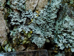 Heterodermia squamulosa
