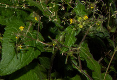 Sigesbeckia