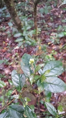 Mostuea brunonis