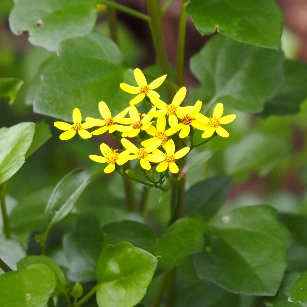 creeping groundsel
