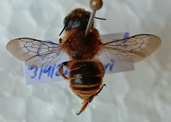 Osmia aurulenta