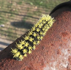 Leucanella viridescens