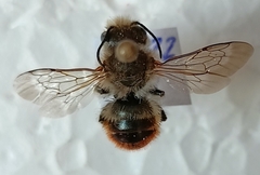 Osmia aurulenta