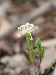 Pimelea linifolia