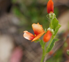 Podolobium procumbens