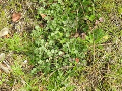 Pimpinella villosa