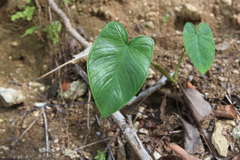 Xanthosoma sagittifolium