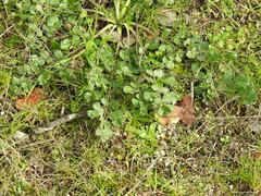 Pimpinella villosa