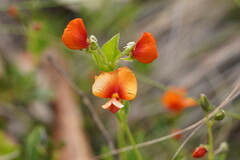 Podolobium procumbens