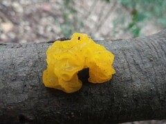 Tremella mesenterica