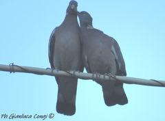 Columba palumbus