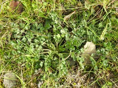 Pimpinella villosa