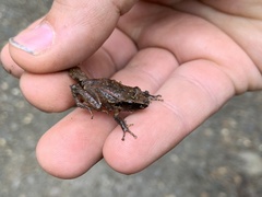 Pristimantis thectopternus