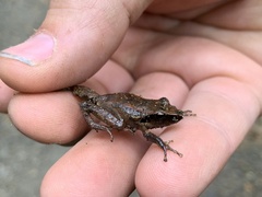 Pristimantis thectopternus