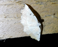 Eilicrinia trinotata