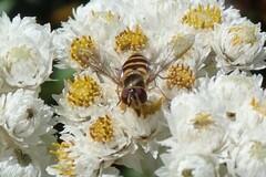 Syrphus
