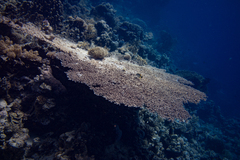 Acropora