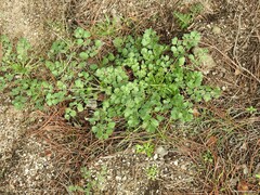 Pimpinella villosa