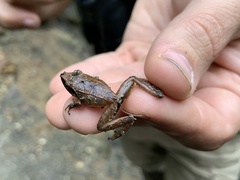 Pristimantis thectopternus