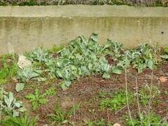 Cynoglossum cheirifolium