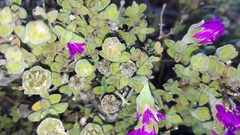 Drosanthemum fourcadei